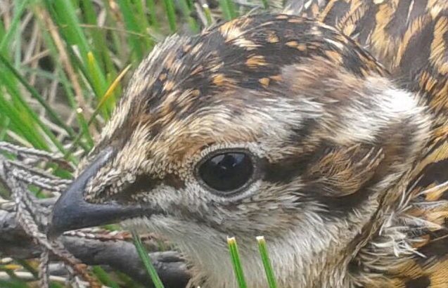 A healthy grouse chick.