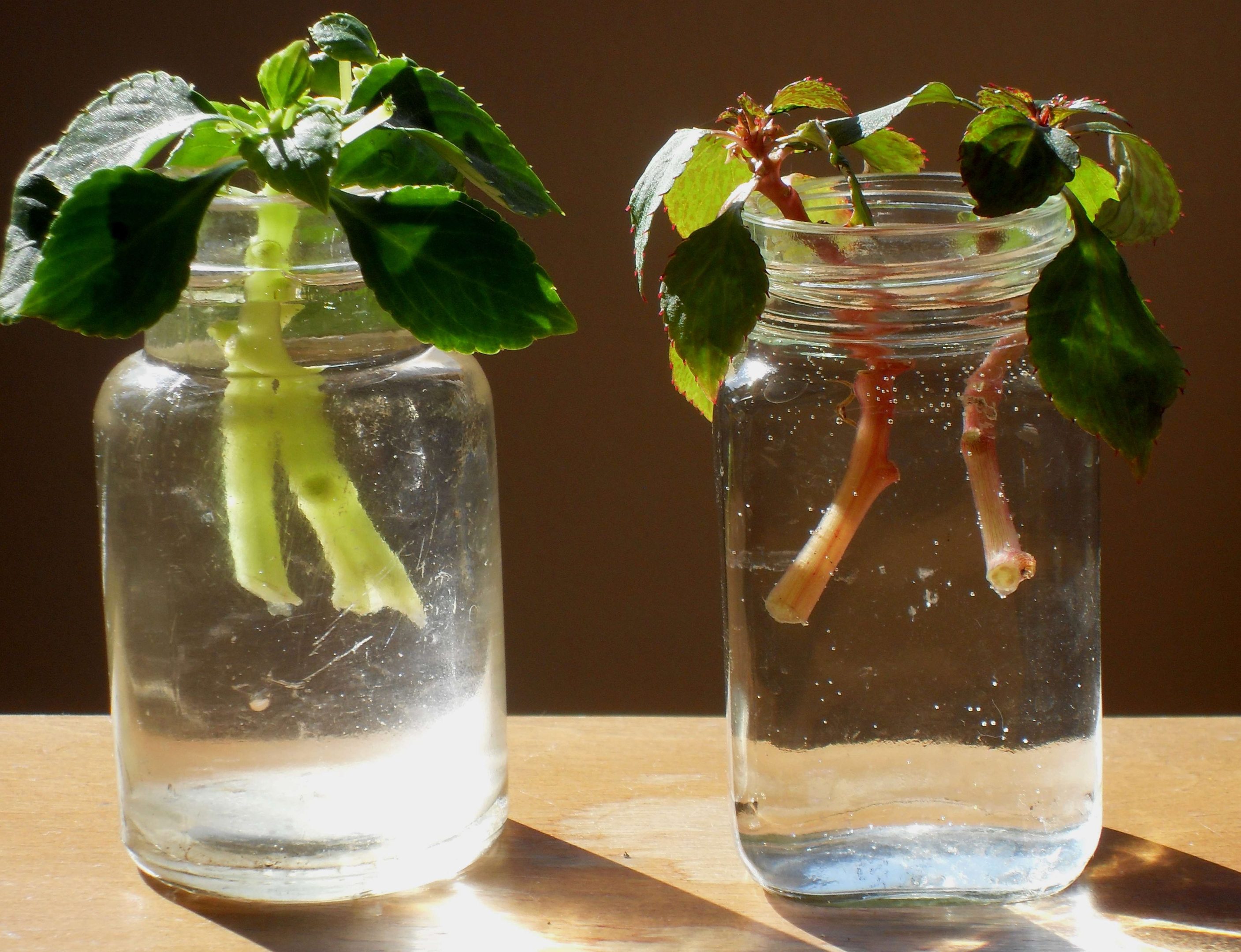 Impatiens cuttings in jars