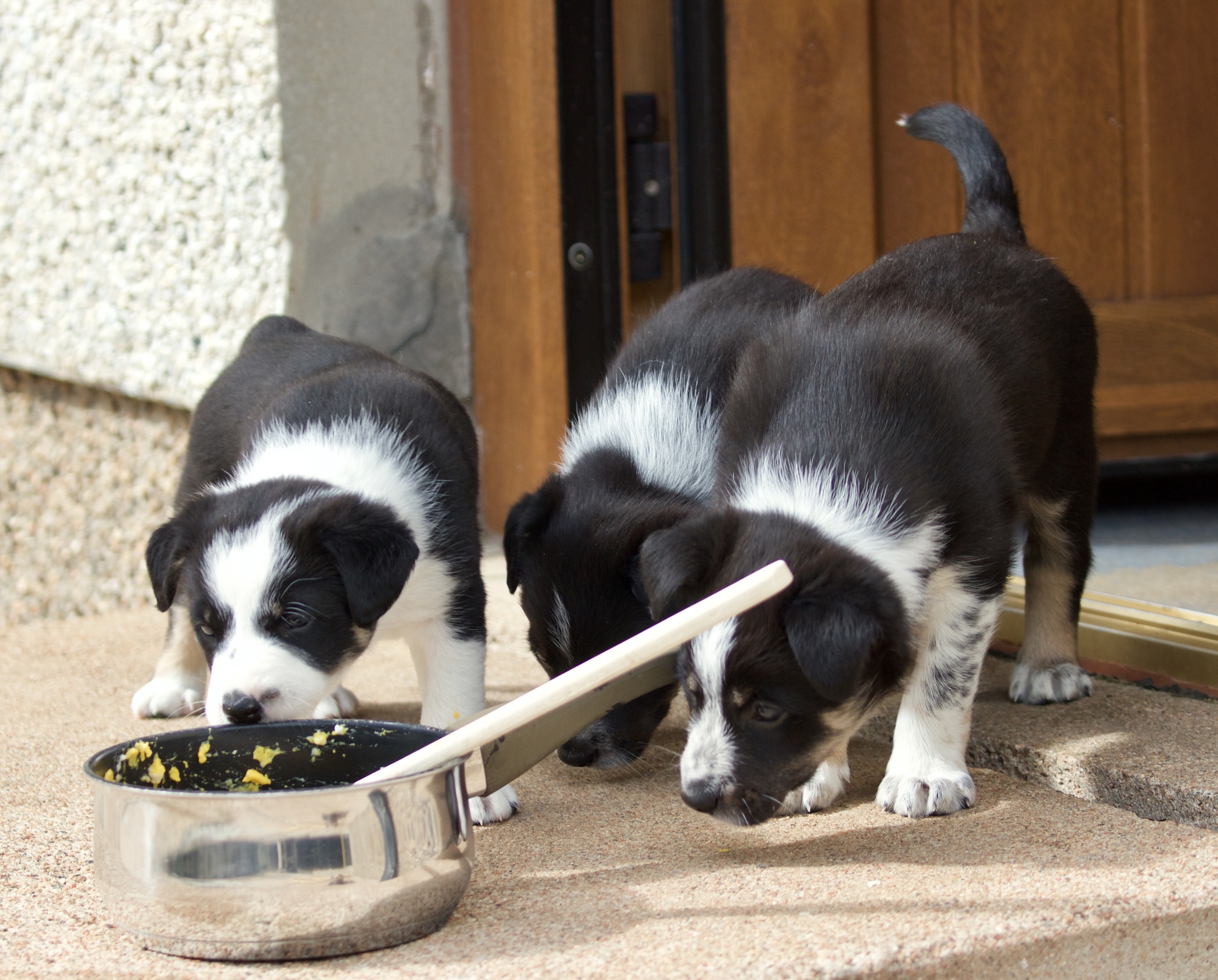 Puppies are the latest trainees on Armadale farm
