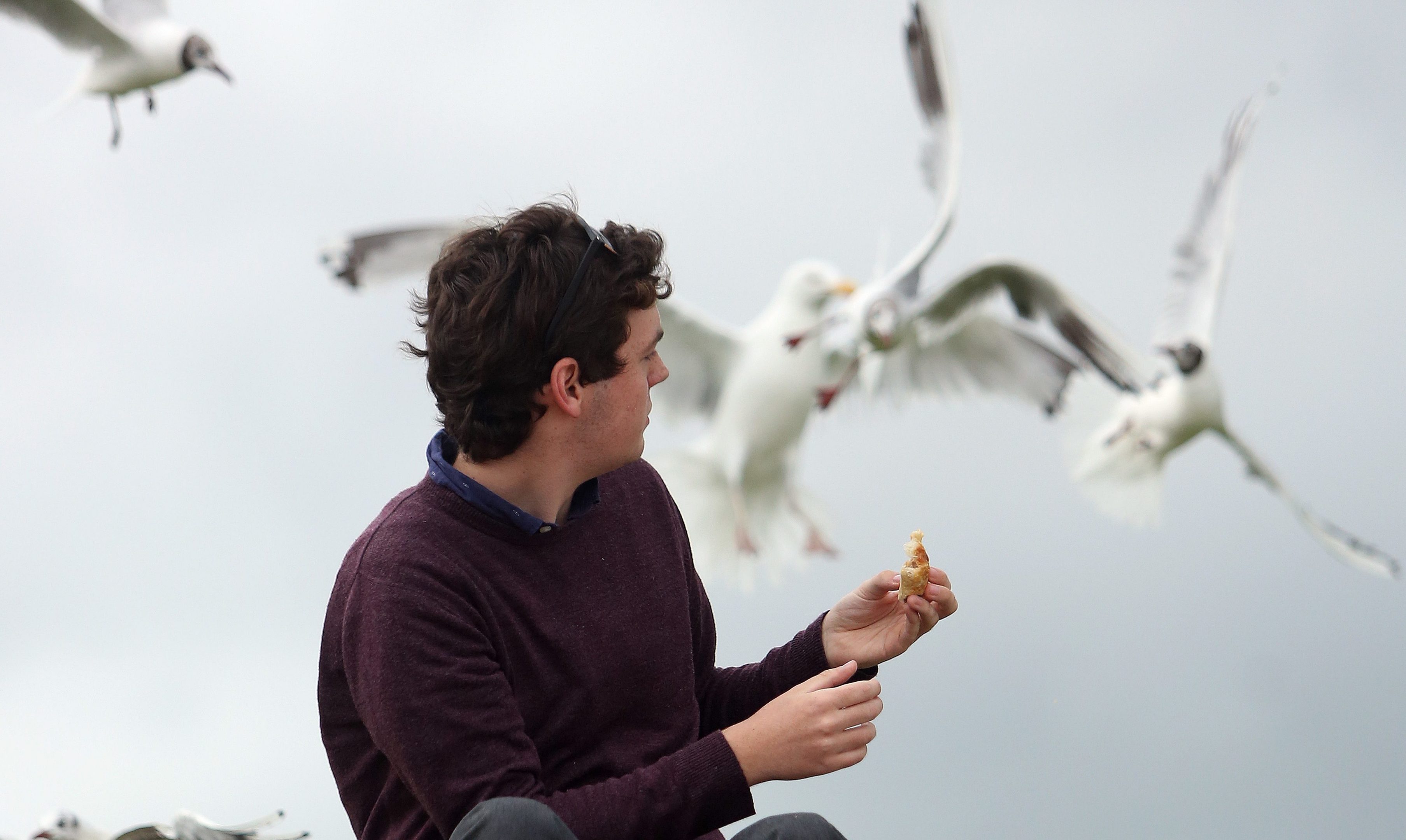 Gulls fight over food in Broughty Ferry.