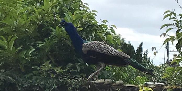 Major was spotted in a garden in Broughty Ferry.