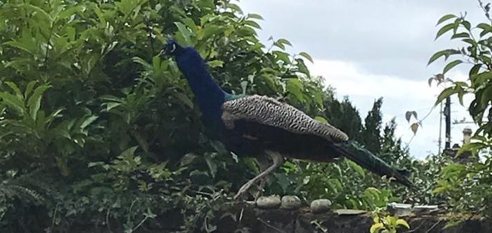 The peacock was seen in the garden of a resident in Broughty Ferry.
