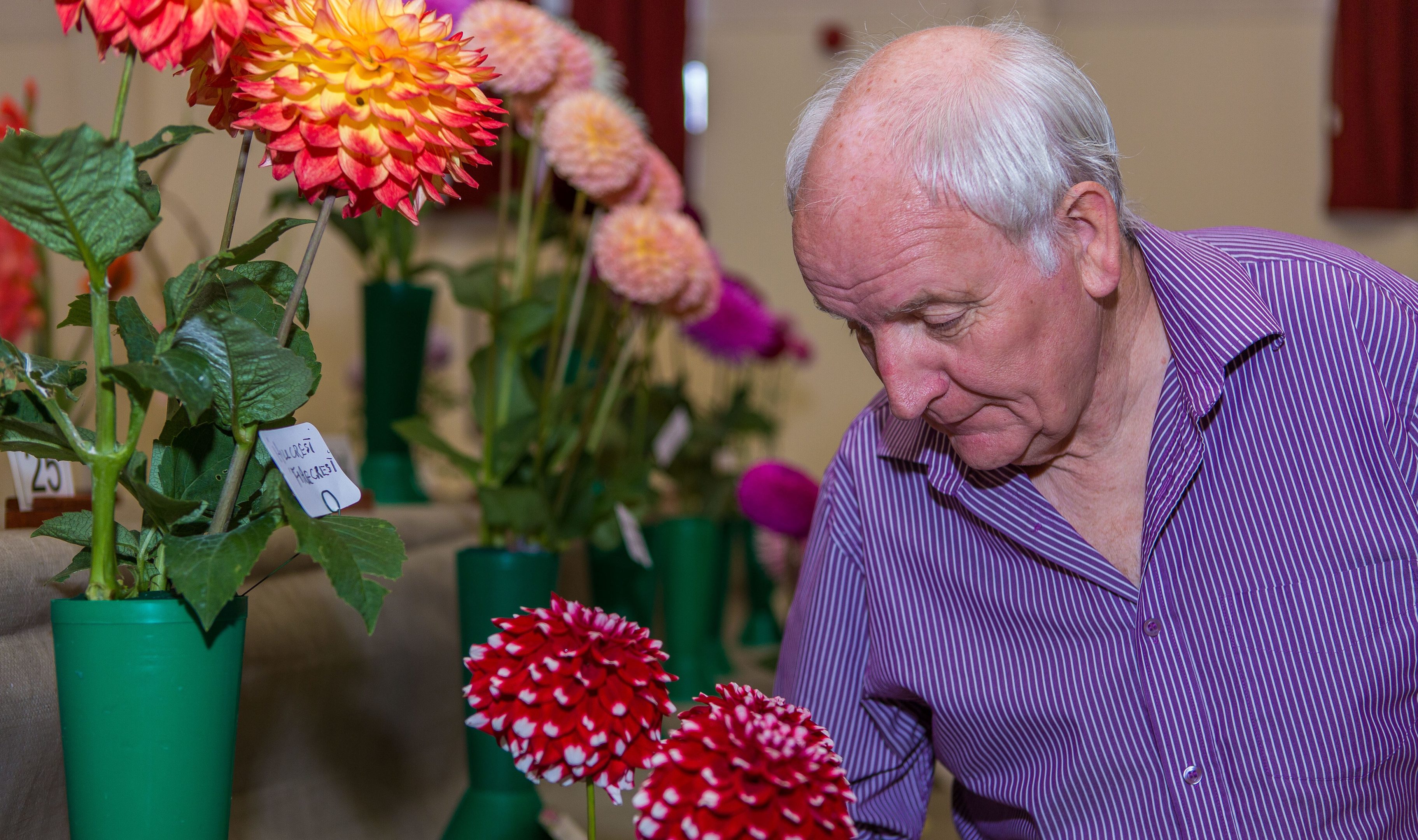 Andrew Kidd from Cupar examines flowers closely at the 2017 Cupar Flower Show