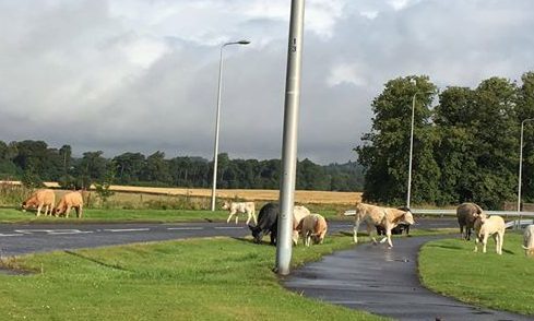 The cattle on Strathyre Avenue.