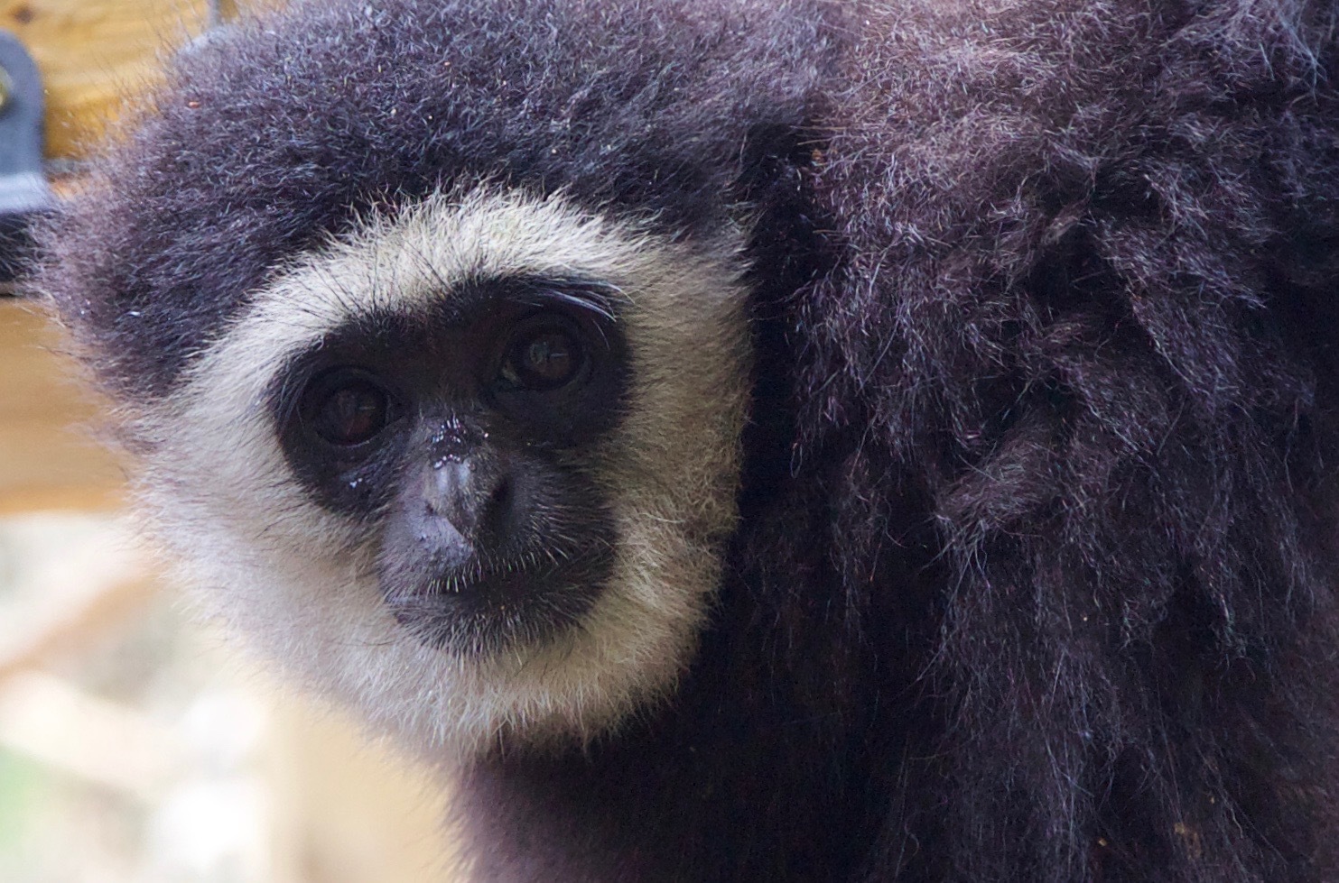 Malakou and his sister Shany arrived at the park earlier this month.