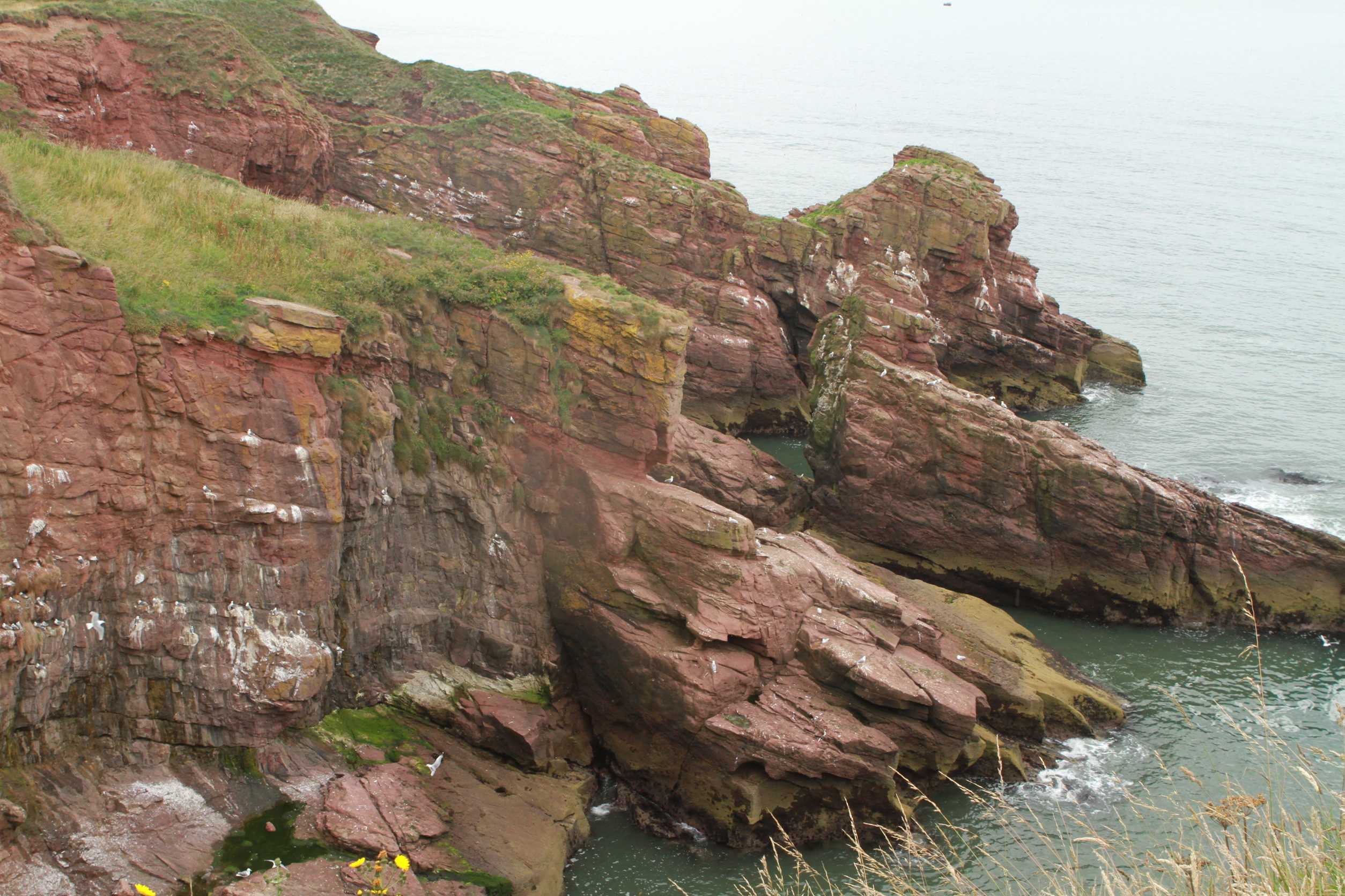Arbroath cliffs