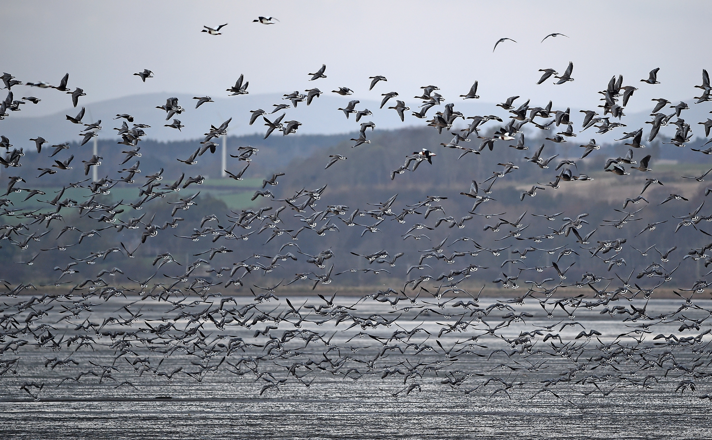 Pink-footed geese at Montrose Basin in 2017.