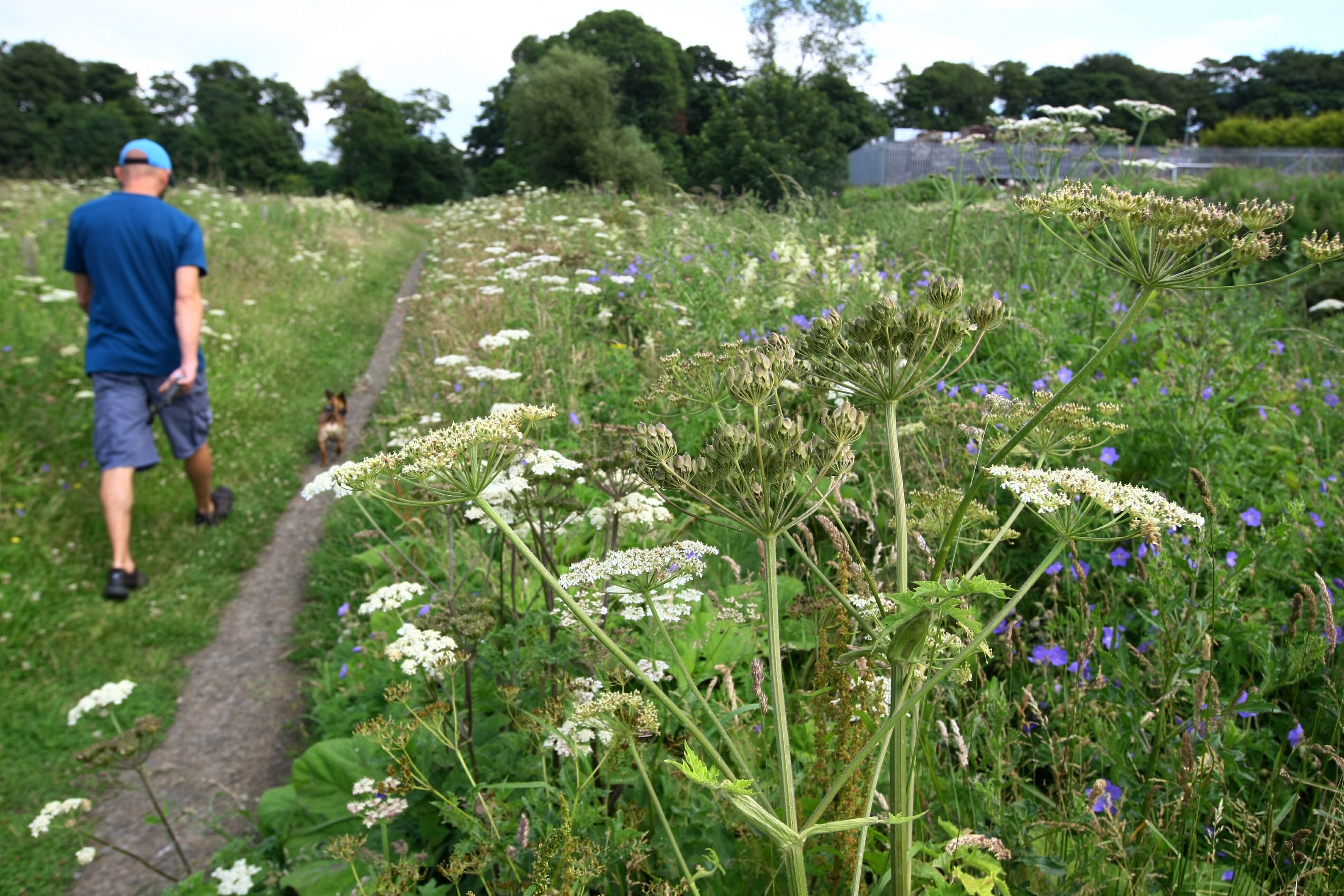 Giant Hogweed is killed off with weedkiller, including Roundup, or glyphosate.