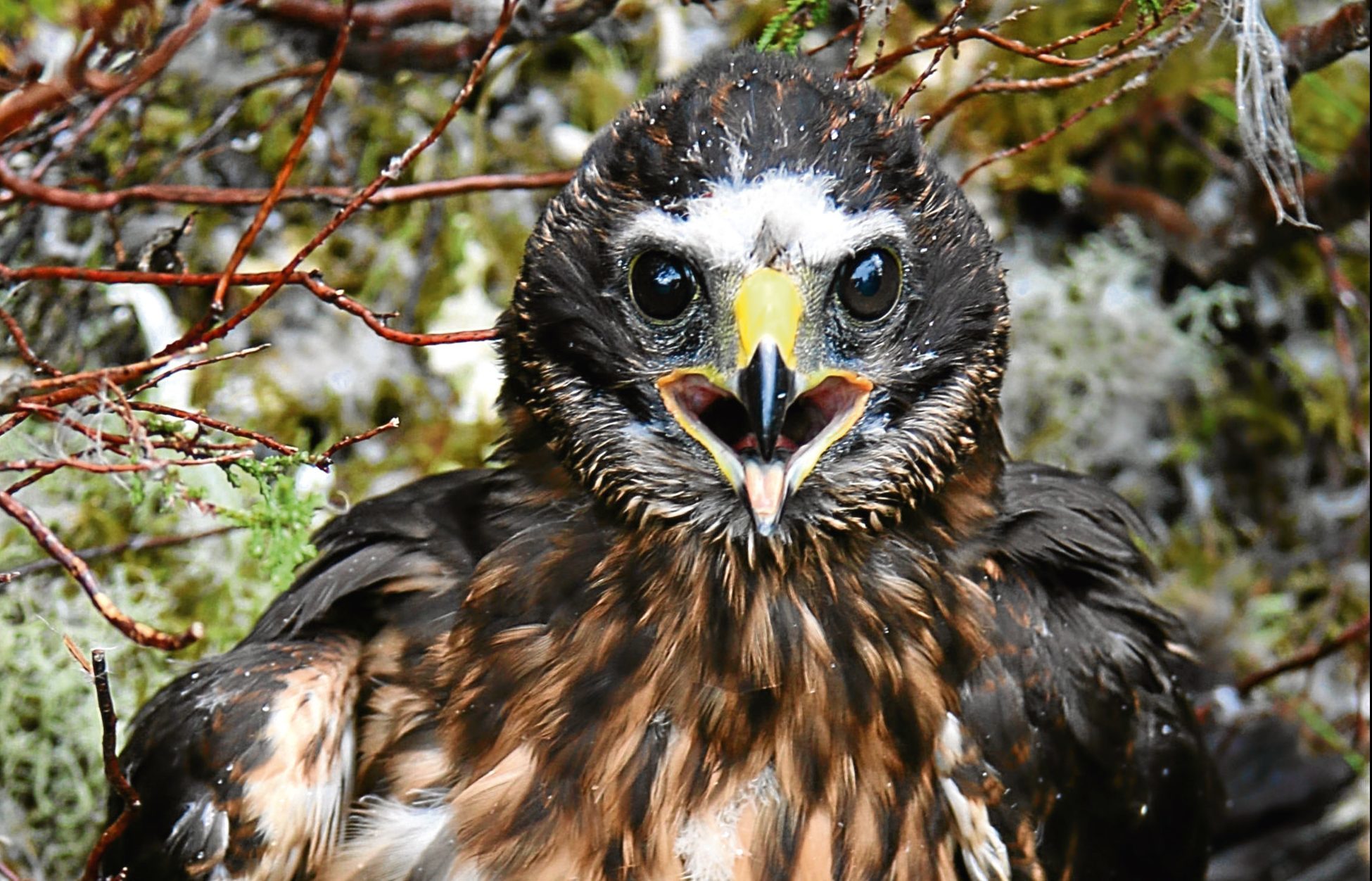 Calluna, the satellite-tagged hen harrier which was reported missing.