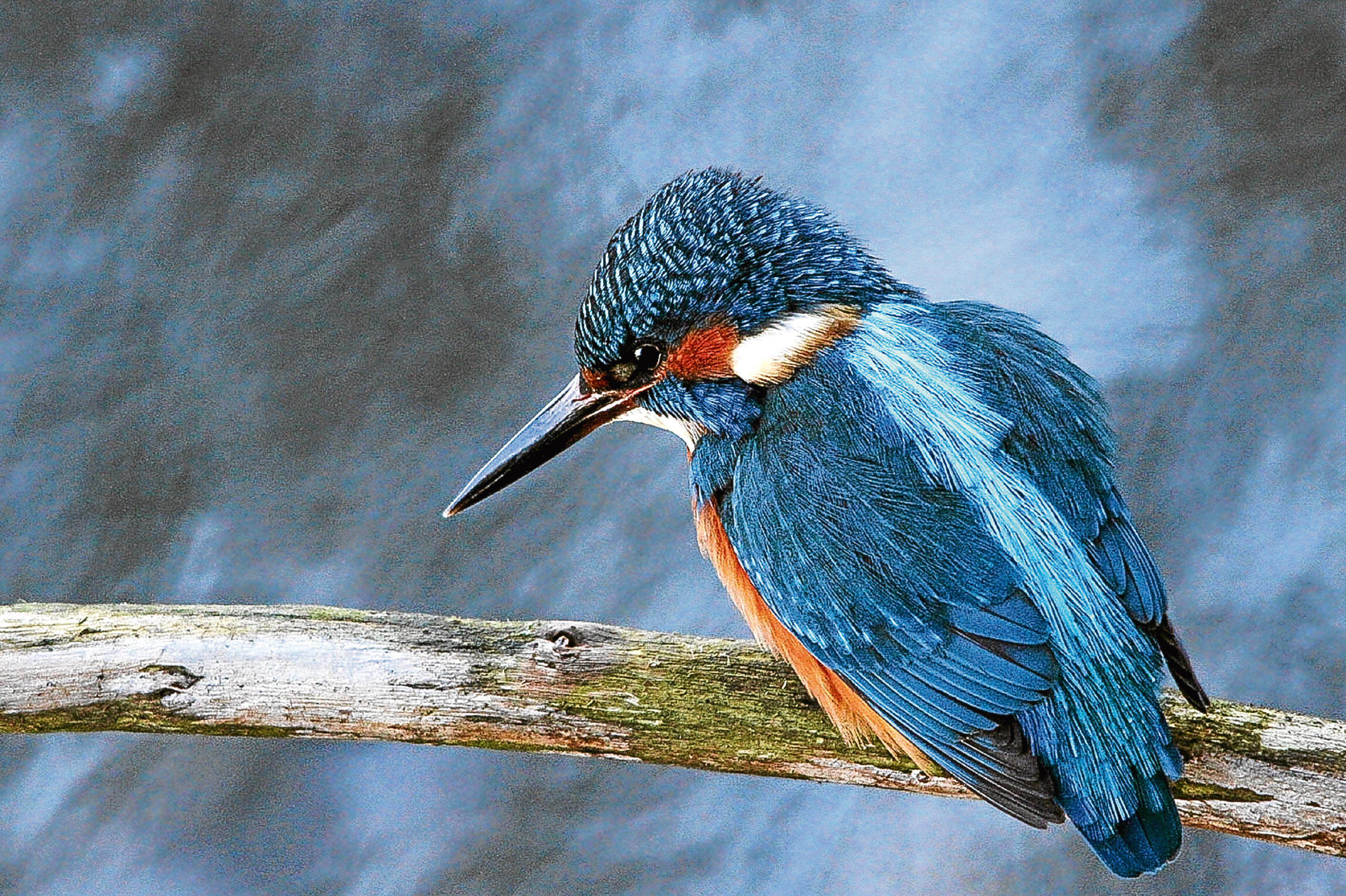 Jim has been captivated by the kingfisher's remarkable colours.