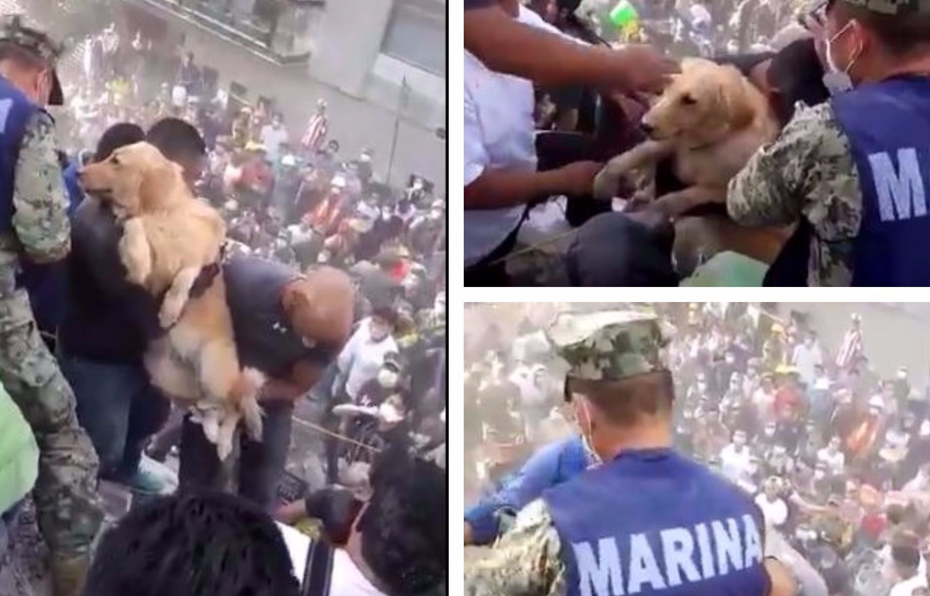 A dog is rescued from the rubble of the Mexican earthquake.