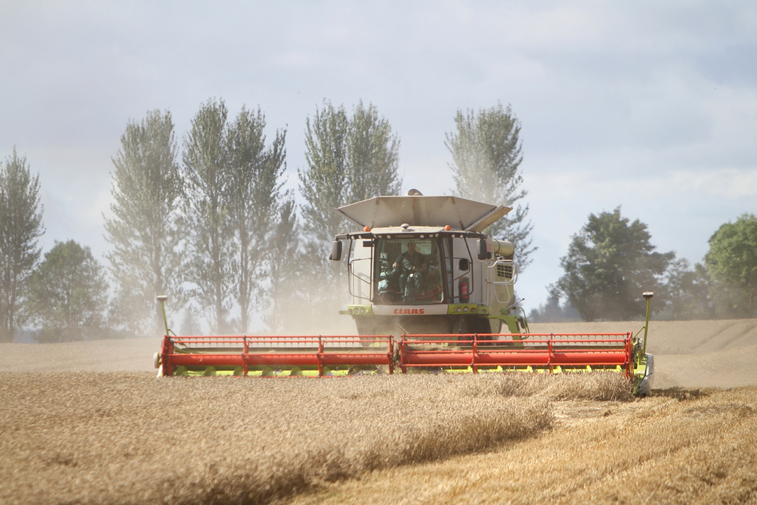 Harvesting wheat in fields at Drumgley in Angus.