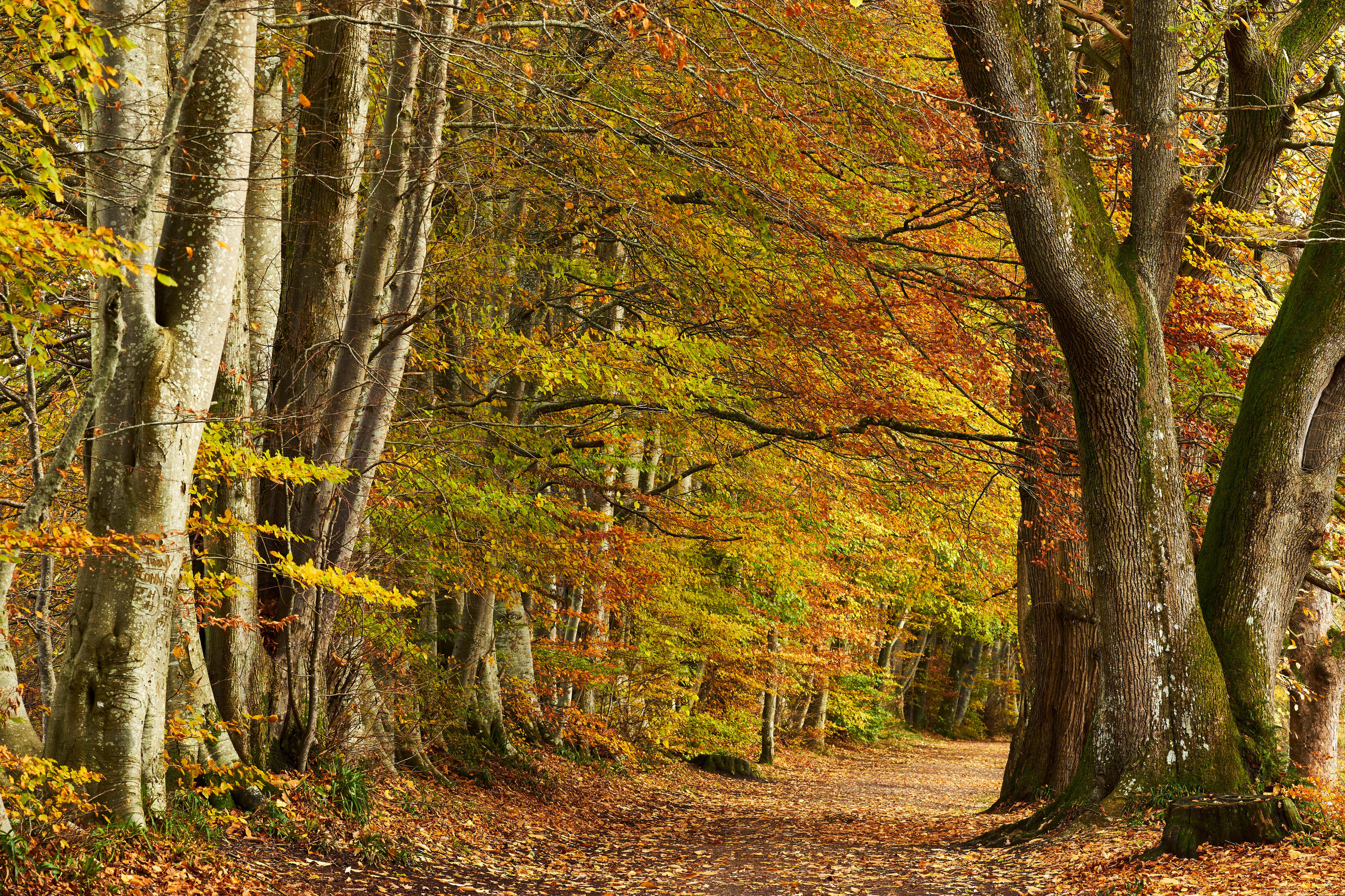 Beech trees lining Lady Mary's Walk, in autumn, Crieff, Perthshire, Scotland.