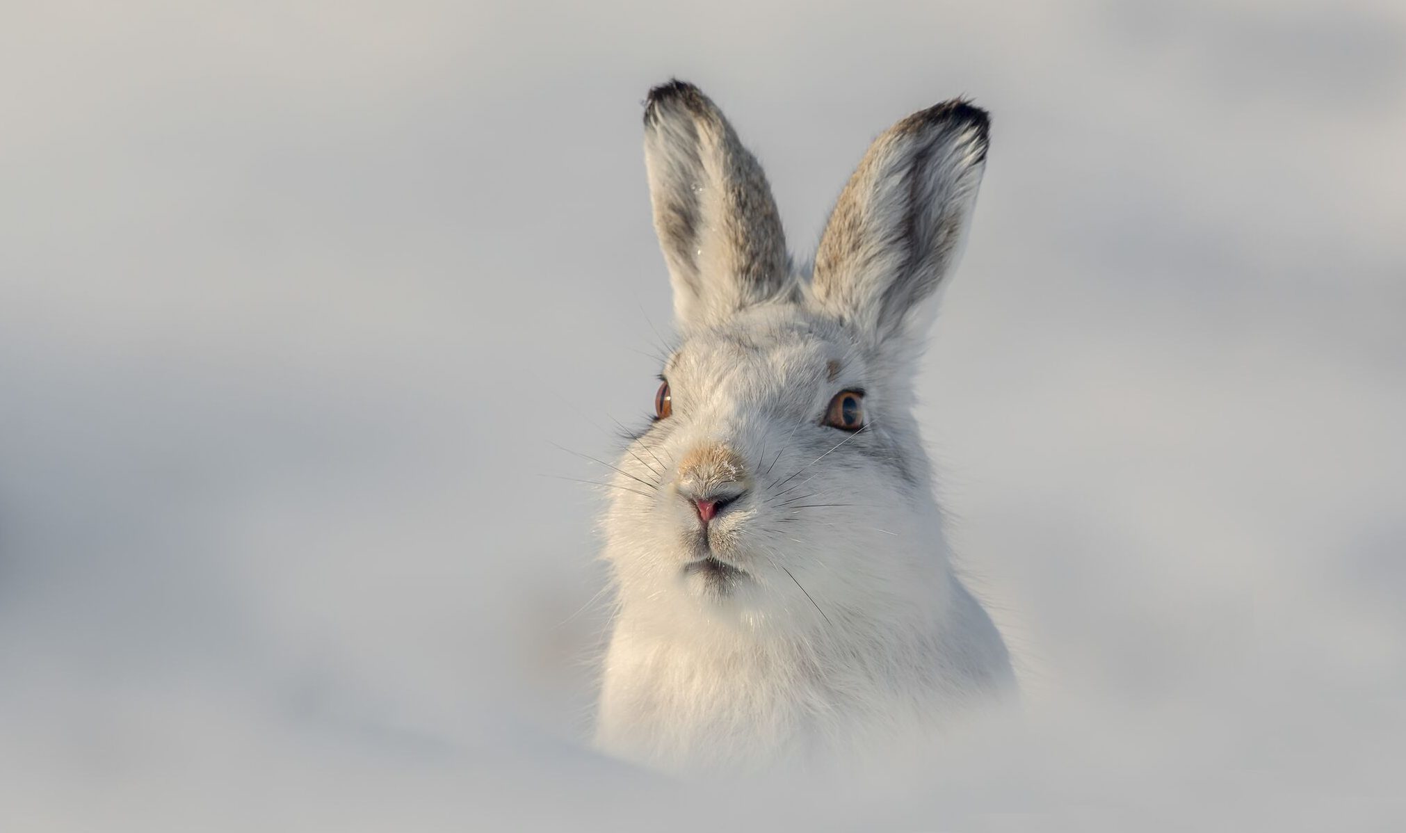 Mountain hare by Raymond Leinster
