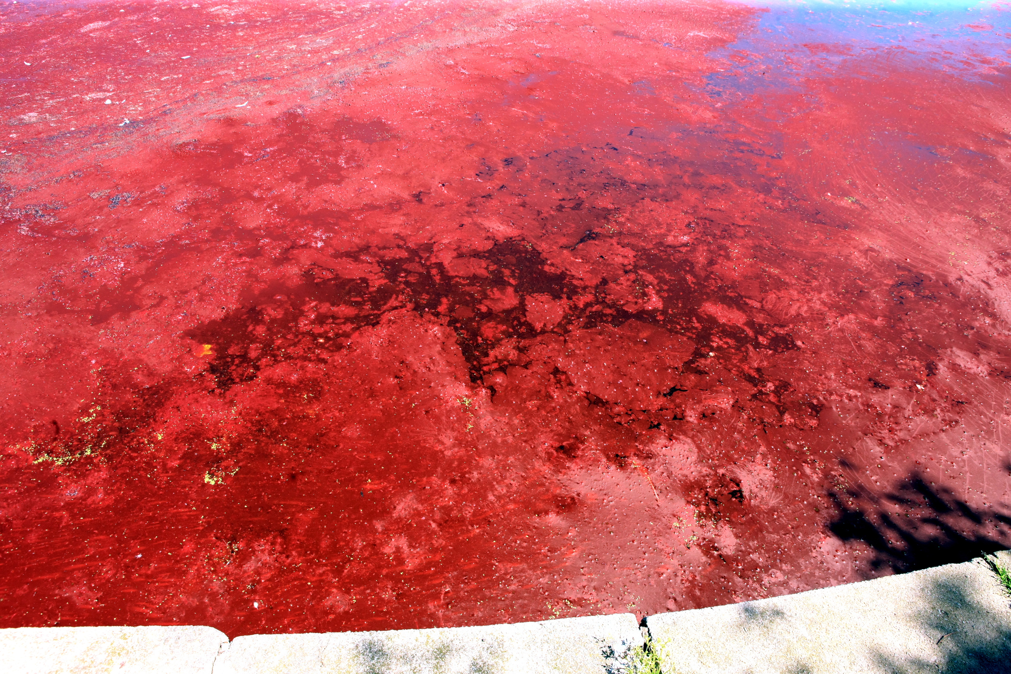 Red algae on the Swannie Ponds.
