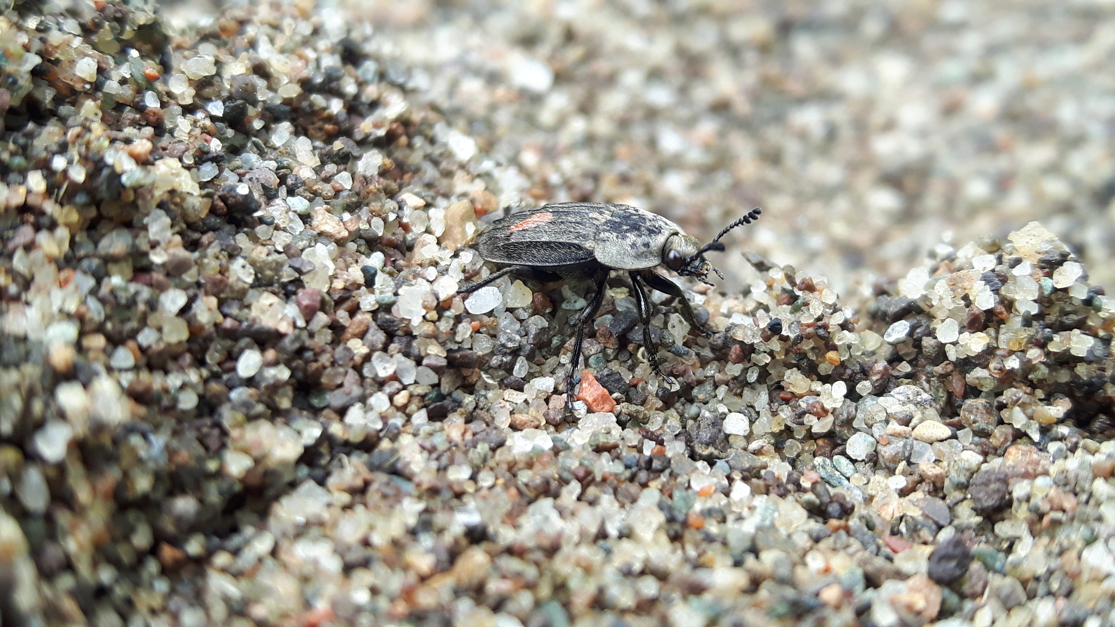 The Thanatophilus dispar beetle is rarely found. Picture: Anna Jemmett.