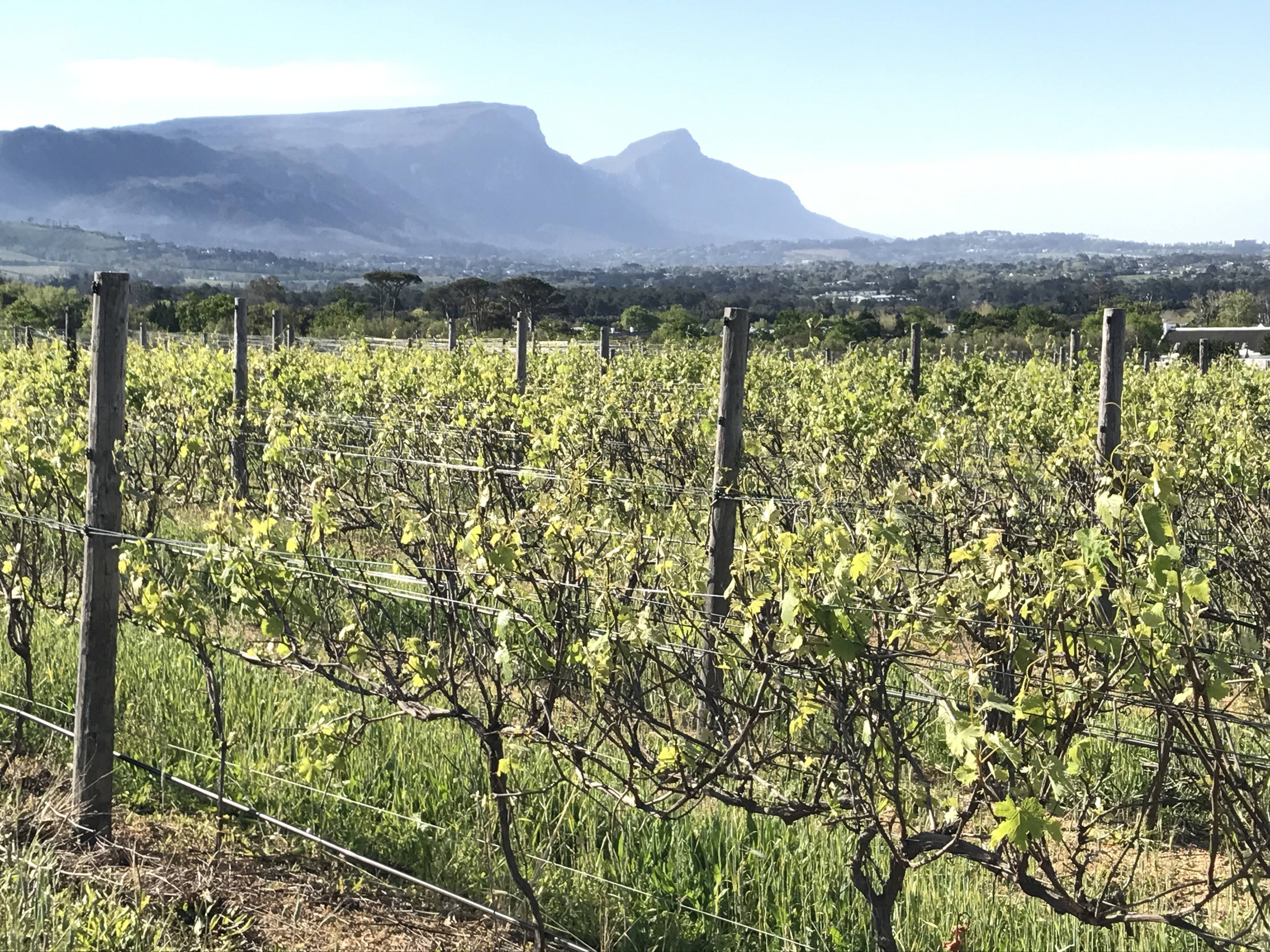 The Cape Winelands with Table Mountain in the background.