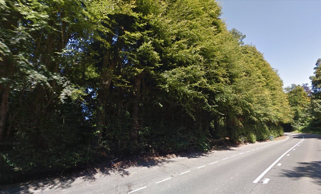 The Beech Hedge at Meikleour.