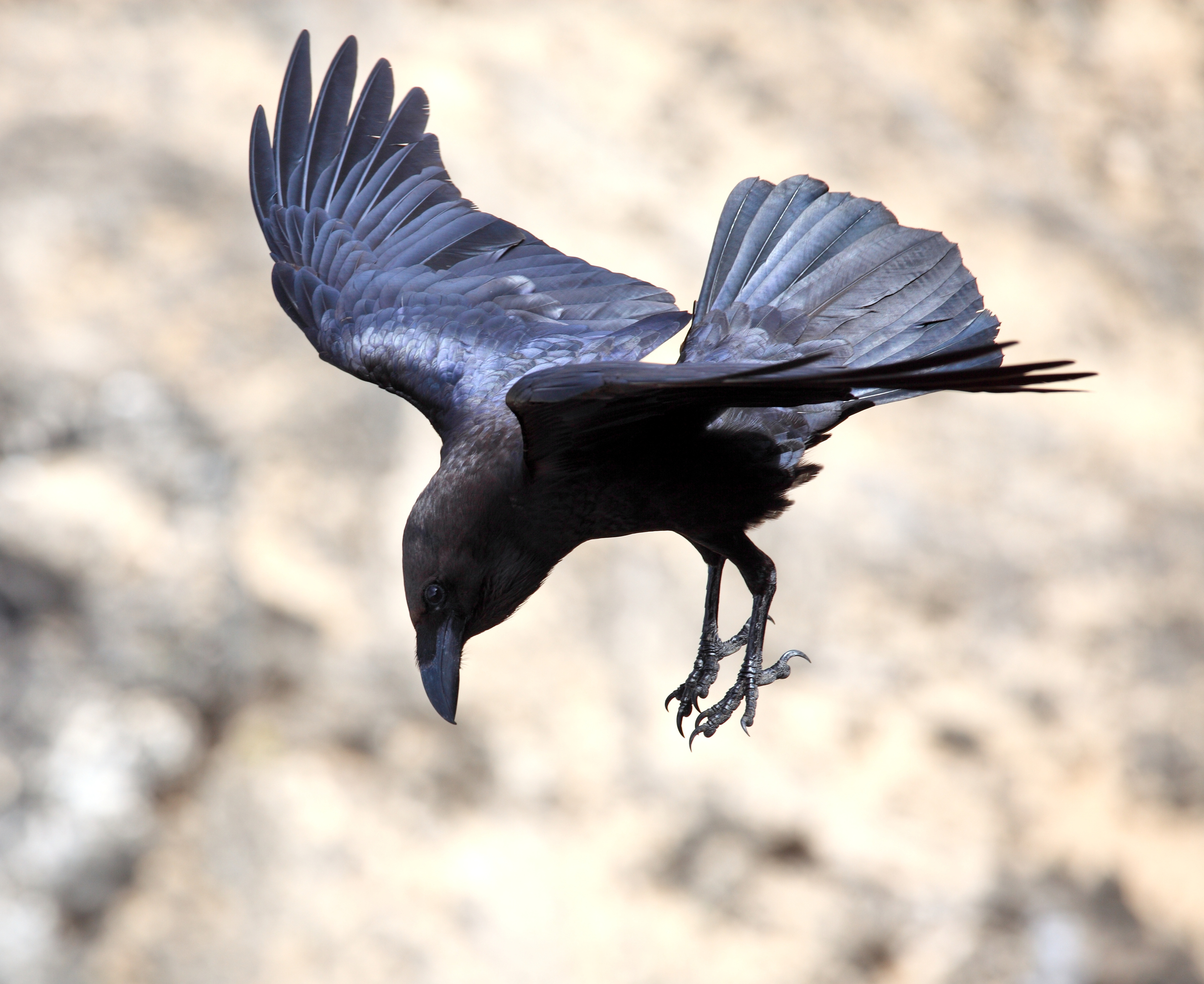 Brown-necked raven, Corvus ruficollis, in flight