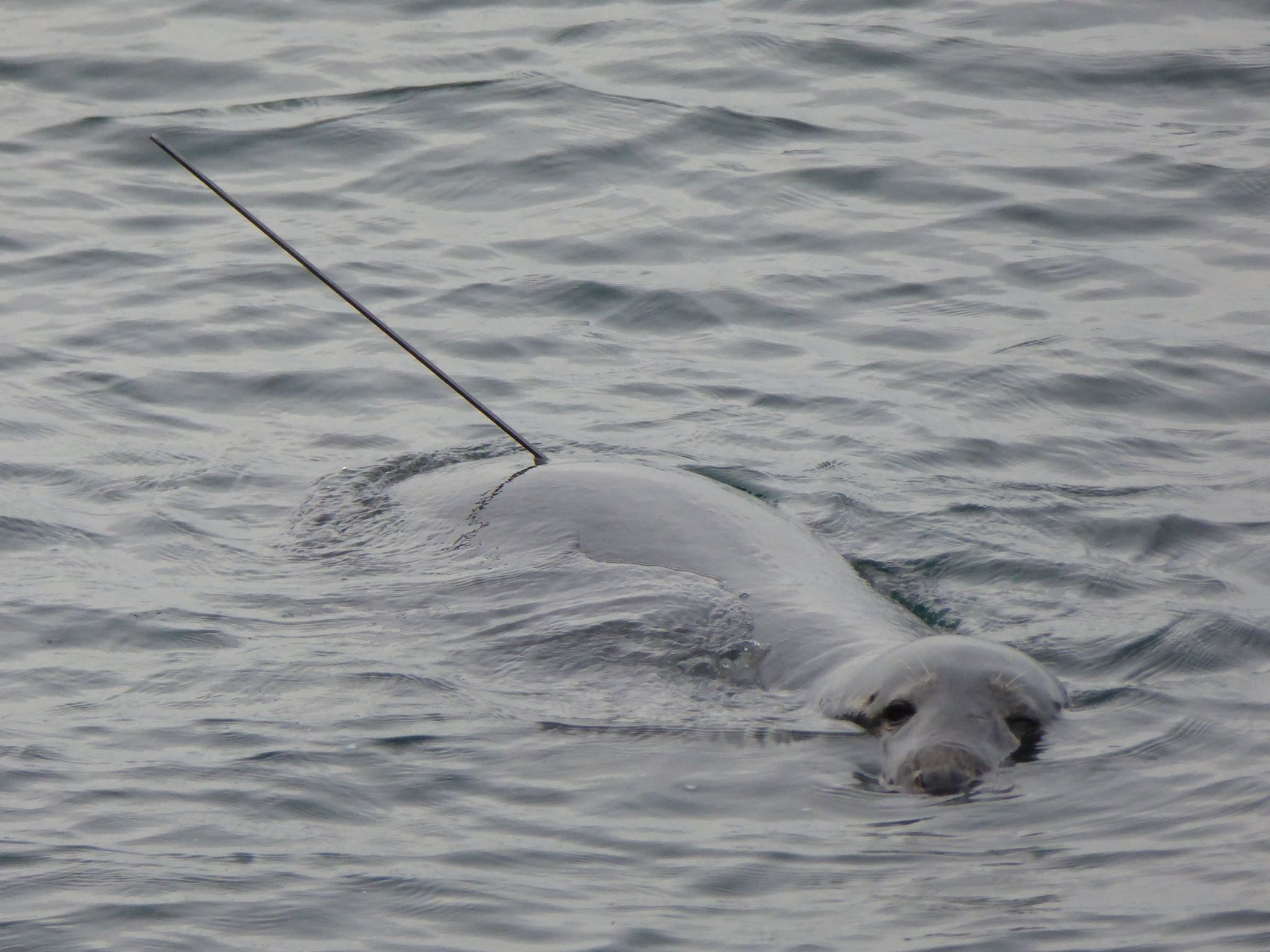 The grey seal has a 2ft long spear or crossbow bolt protruding from it