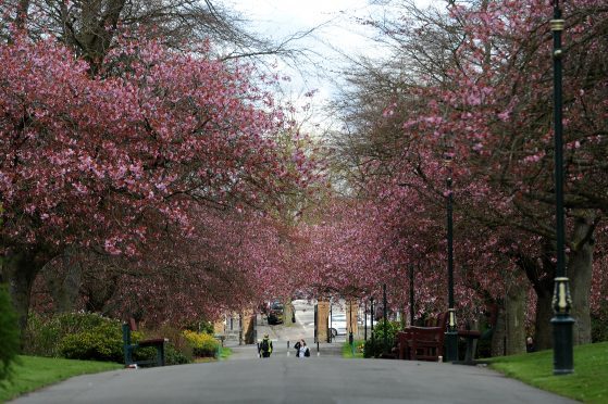 Blossom on the trees in Pittencrieff Park, Dunfermline.