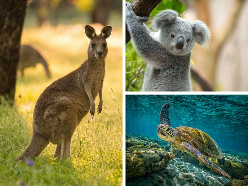 Discover the land down-under - Australia's Wildlife