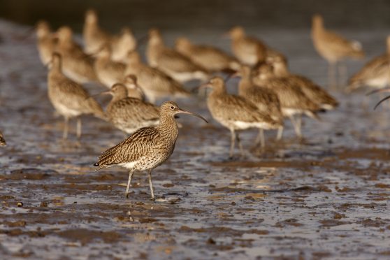 Curlews.