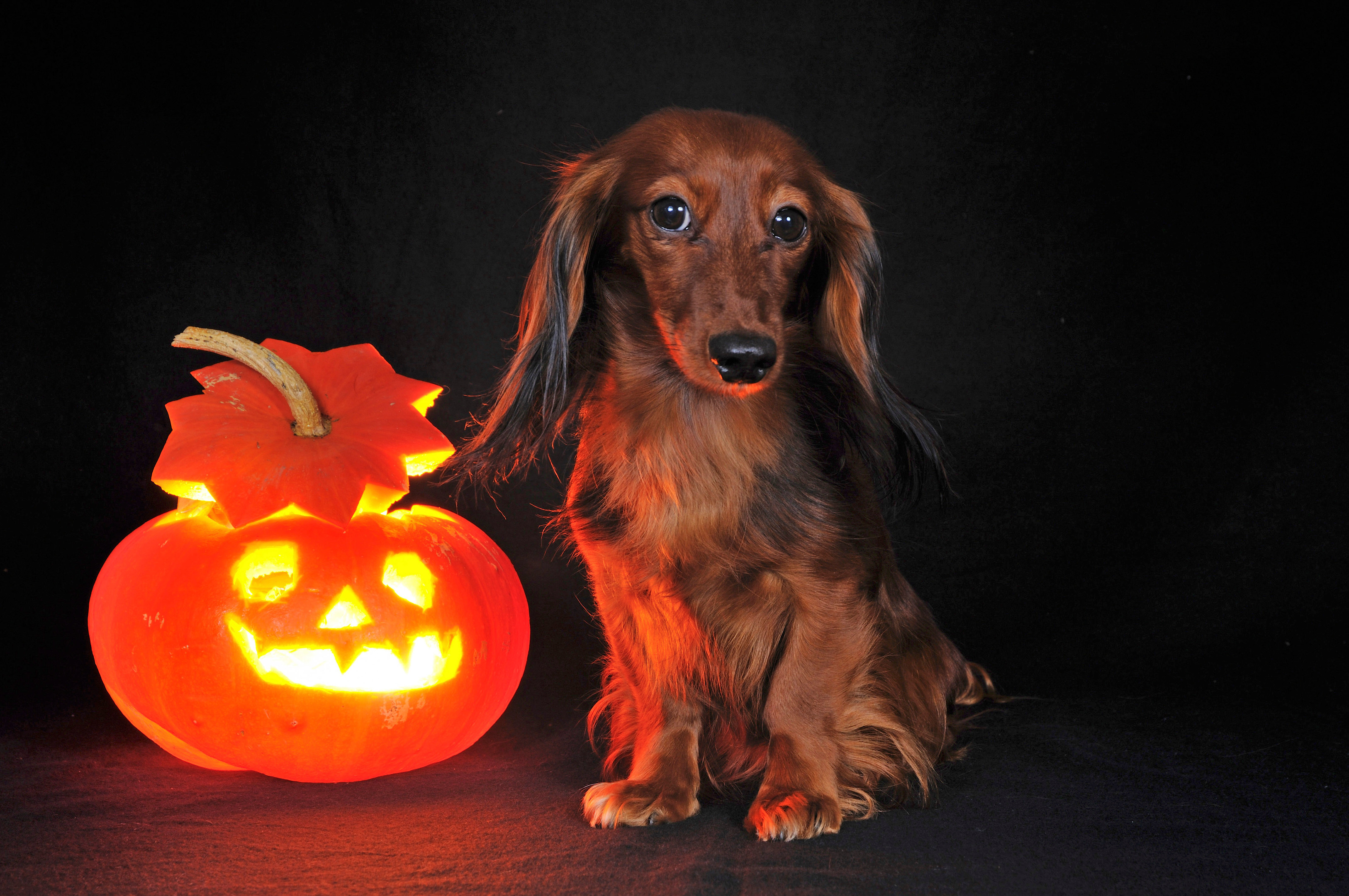 Pumpkins are fine. But stay away from the chocolate, Fido!