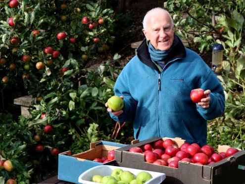 Harvesting the Red Devils and some Bramley apples