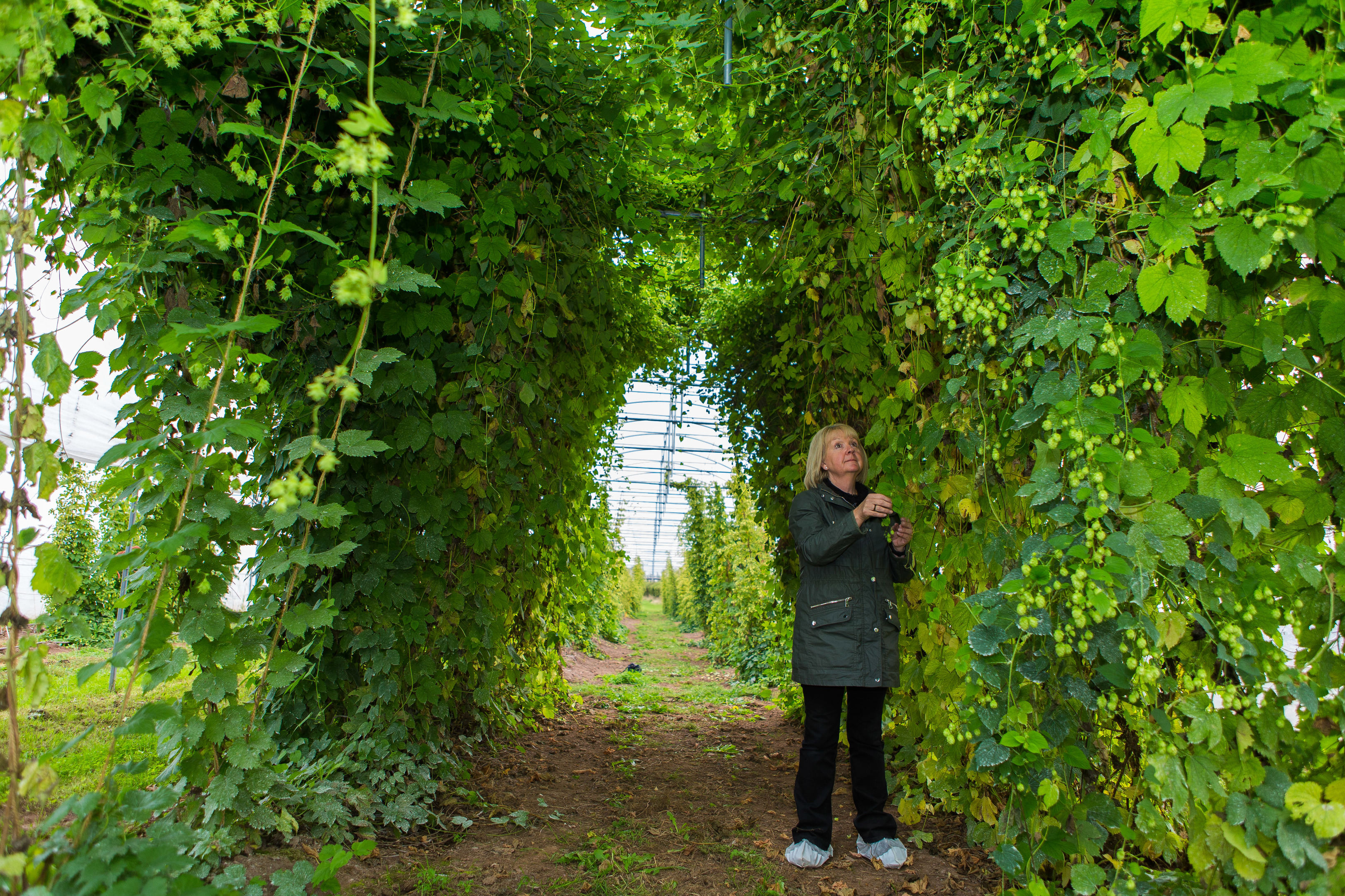 Challenges have to be overcome before hops can be widely grown in Scotland
