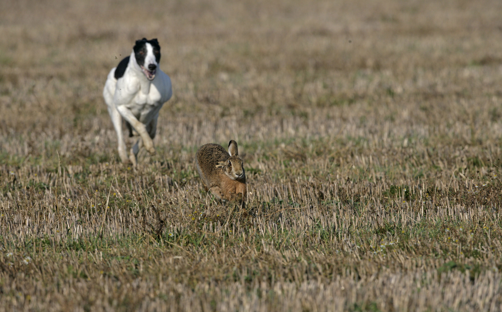 Incidents of hare coursing are becoming more common in Angus.