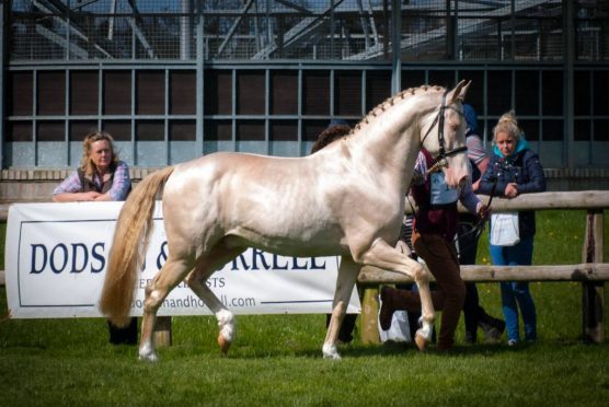 Kambarbay is a rare Akhal-Teke horse.