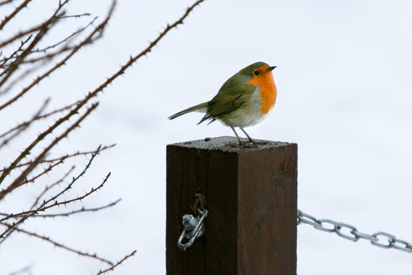 A robin in the snow during the 2010-11 white-out.