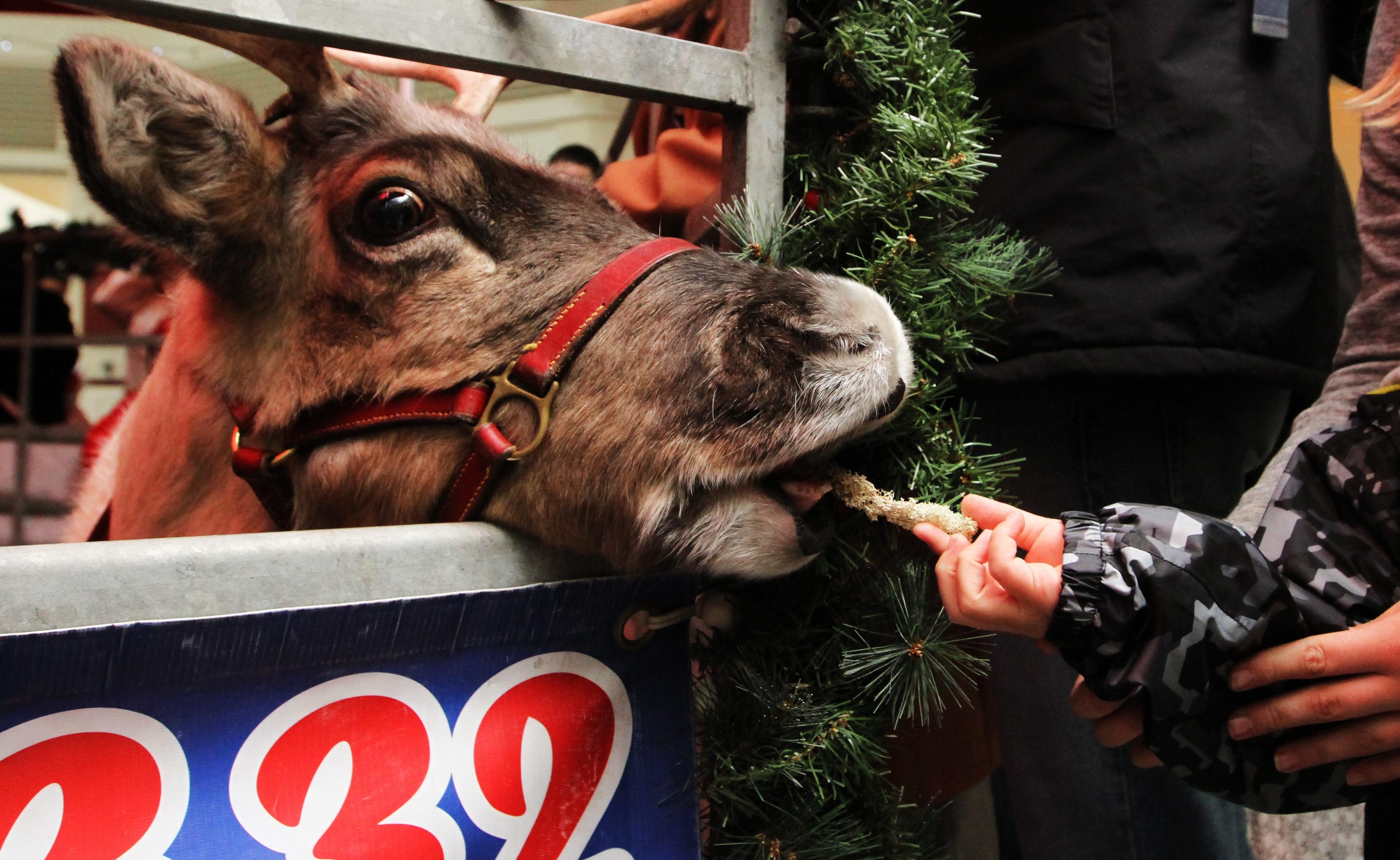 The reindeer being fed by a child in the Wellgate on Thursday.