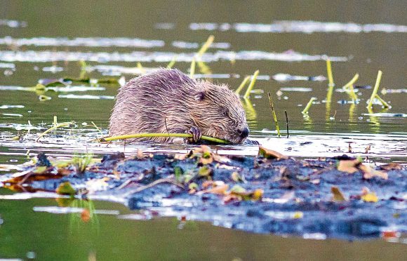 A beaver pictured in Argyll and Bute.