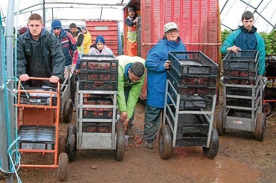 Workers at a soft fruit farm in Angus.