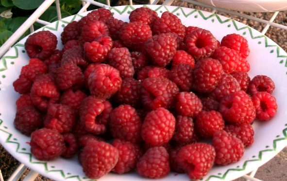 Autumn Bliss raspberries picked in October