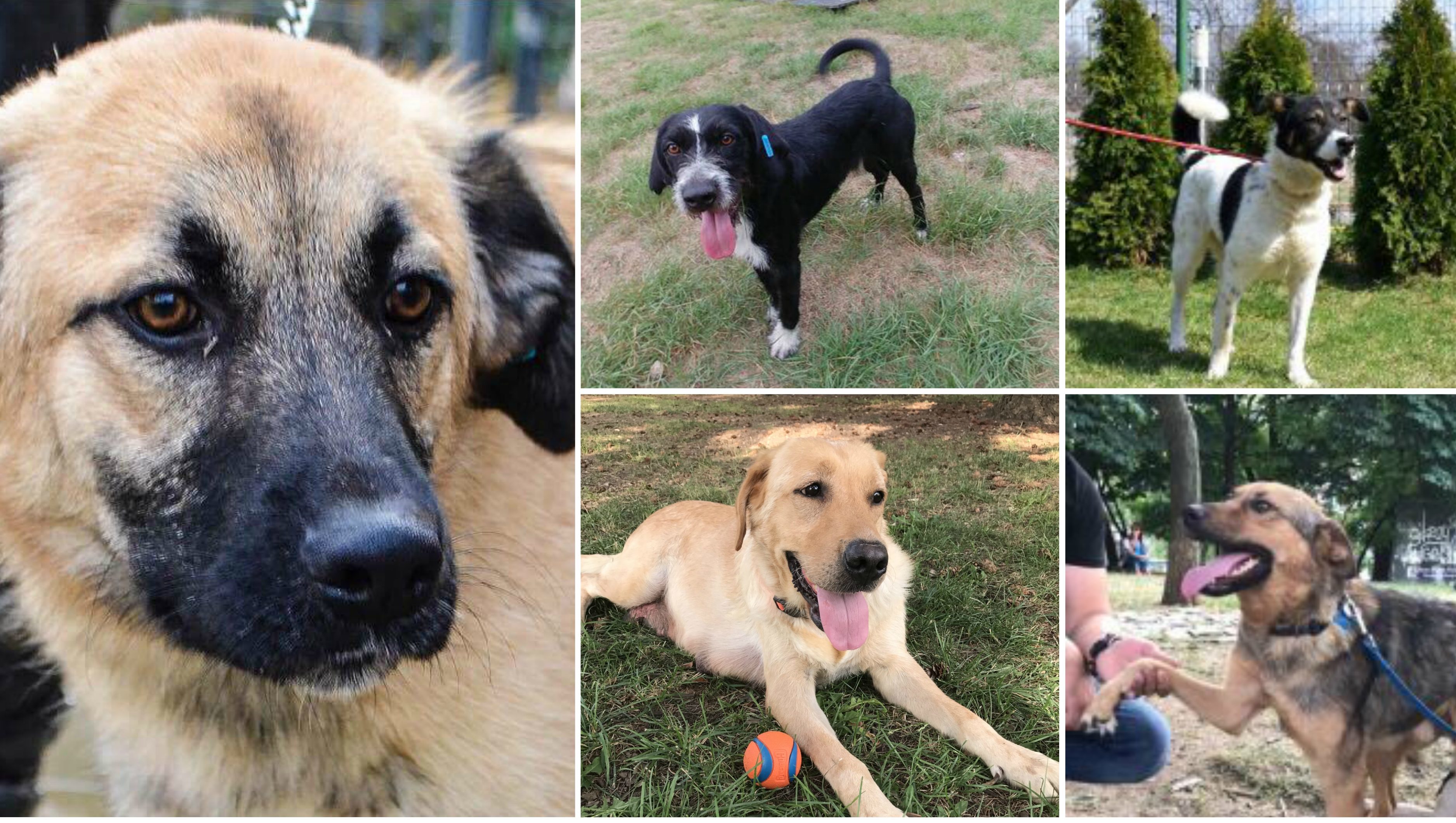 The dogs in need of homes: Eddie, Charlie, Nadia, Cicio and Amor.