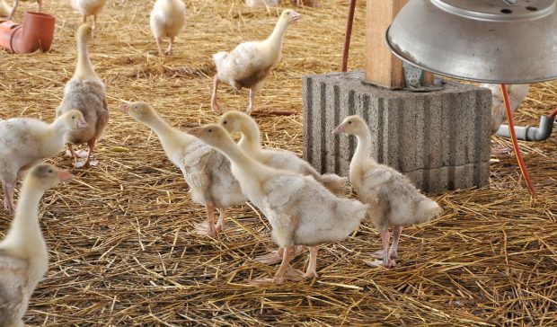 Poultry chicks.