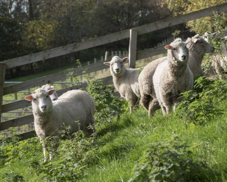 Bowmont fleeces have been used to produce a fabric called the “great Northern cloth