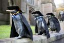 Dundee's penguins mark the arrival of winter graduation season in 2017