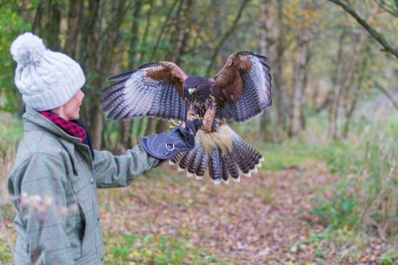 Artemis, a female Harris hawk flies to Gayle Ritchie.