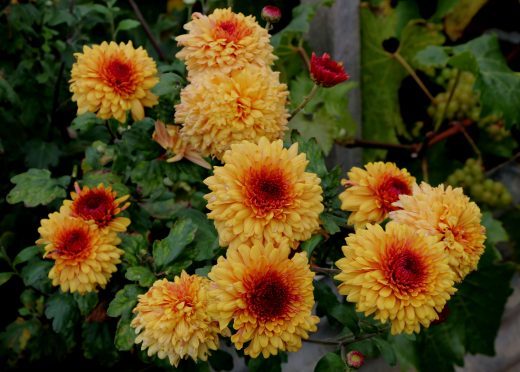 Spray chrysanthemums