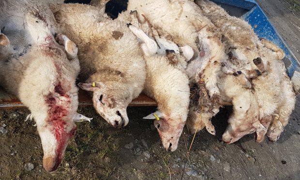 The sheep which were killed in Wales after a lynx escaped from a zoo