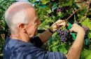 Cutting a bunch of black grapes