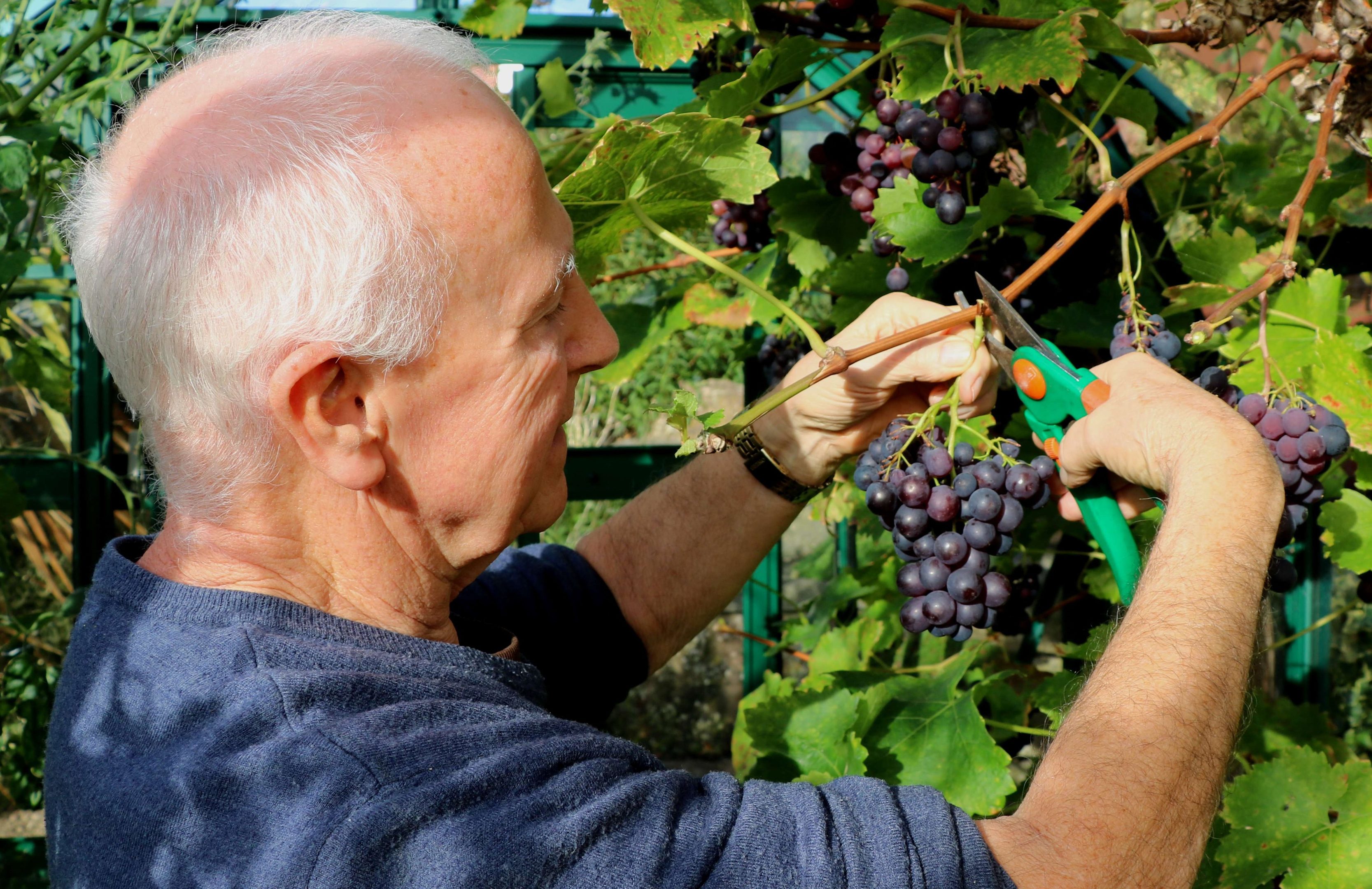 Cutting a bunch of black grapes