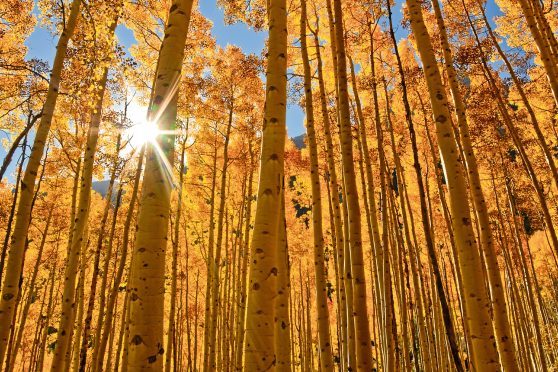 The sun shines through a grove of Aspen trees.