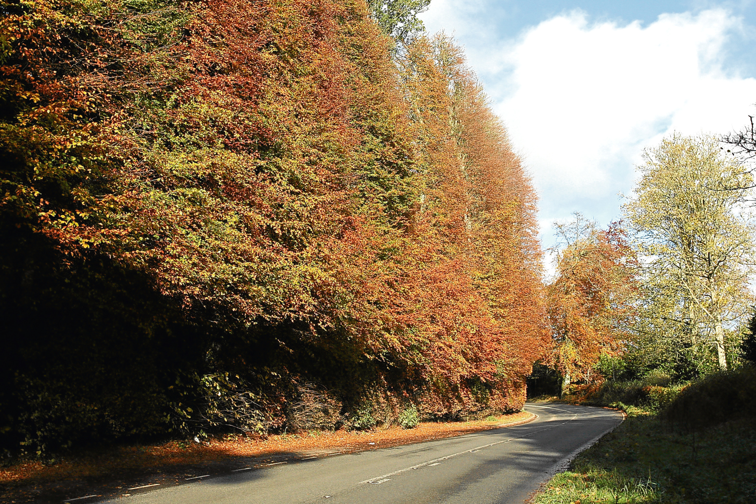 General view of the Meikleour Beech Hedges, near Meiklour in the autumn sun.   Meikleour Beech Hedge