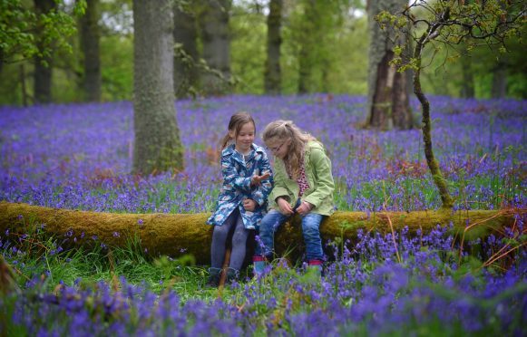 Kinclaven Bluebell Woods.