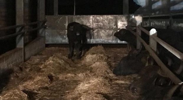 Buffalo Bert is now back home in his shed.